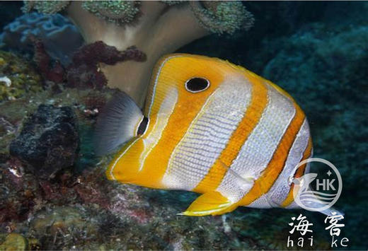 三间火箭 商品图4