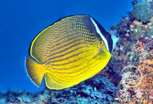 黑头蝶 商品图2