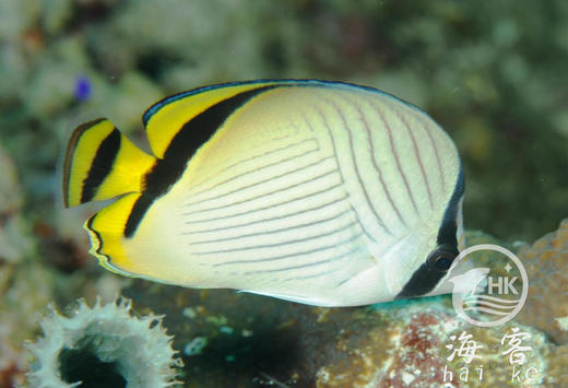 假人字蝶 商品图3