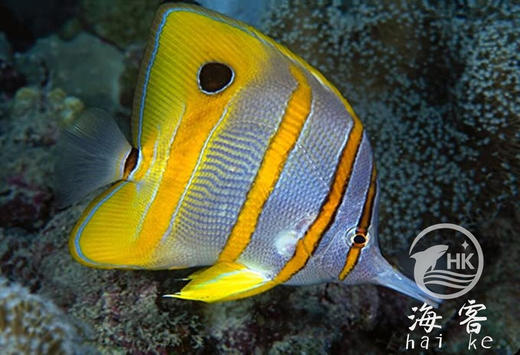 三间火箭 商品图3