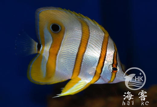 三间火箭 商品图2