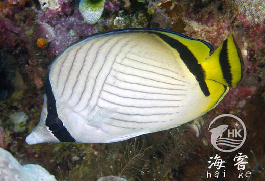 假人字蝶 商品图4