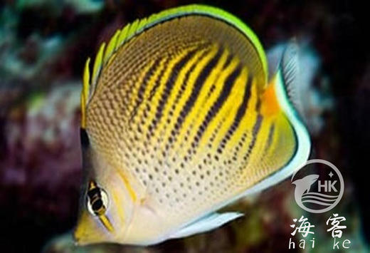 虎纹蝶 商品图5