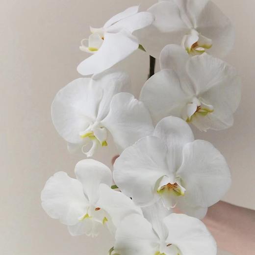 蝴蝶兰A7-8朵 商品图1