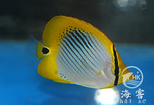 太阳蝶 商品图3