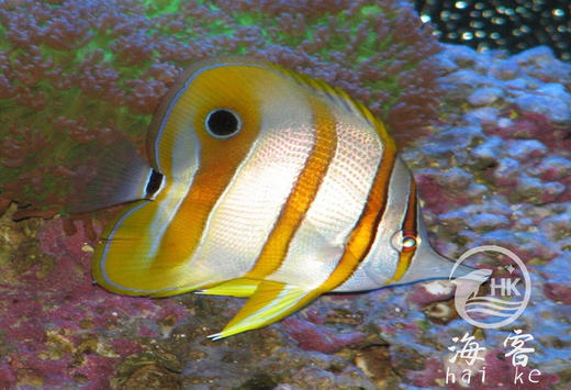 三间火箭 商品图5