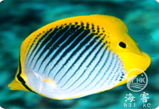 太阳蝶 商品图5