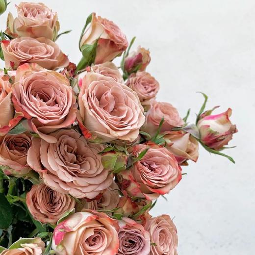 【卡布奇诺多头玫瑰】5支/份  长约60cm 商品图5