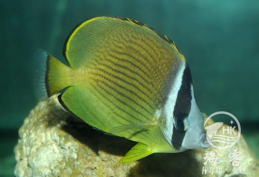 黑头蝶 商品图3