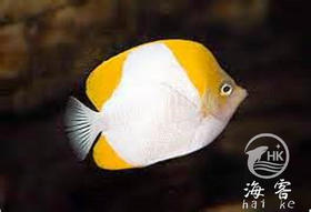 黄霞蝶（不吃珊瑚）