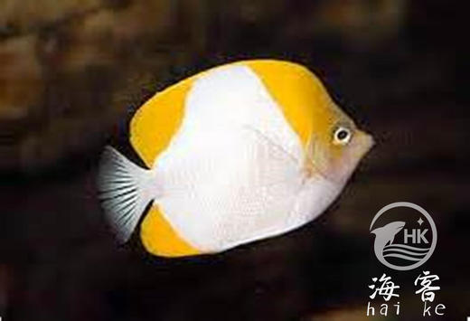 黄霞蝶（不吃珊瑚） 商品图0