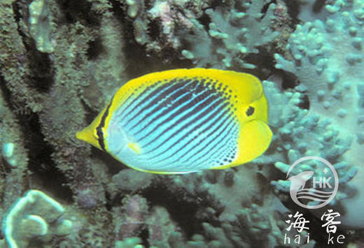 太阳蝶 商品图4