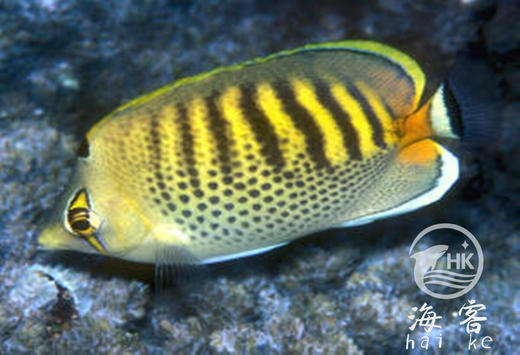 虎纹蝶 商品图3