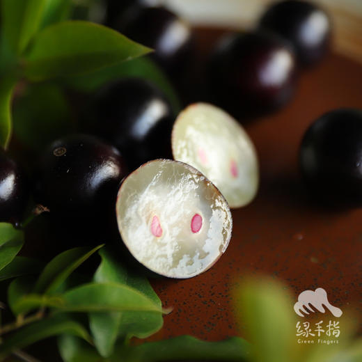 生态嘉宝果 | 合作生产 * Ecological Jabuticabar | Coproduction 商品图0