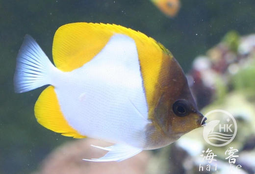 黄霞蝶（不吃珊瑚） 商品图5