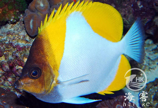 黄霞蝶（不吃珊瑚） 商品图3