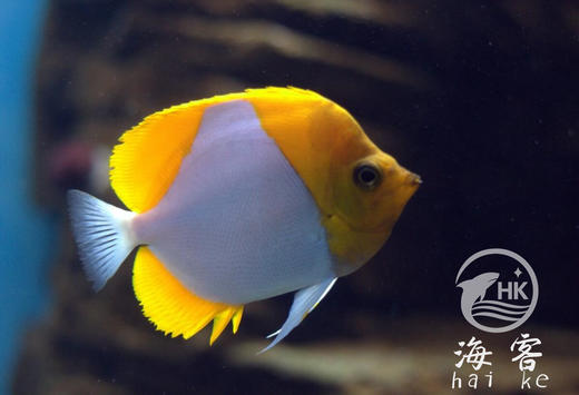 黄霞蝶（不吃珊瑚） 商品图2