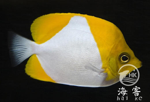 黄霞蝶（不吃珊瑚） 商品图1