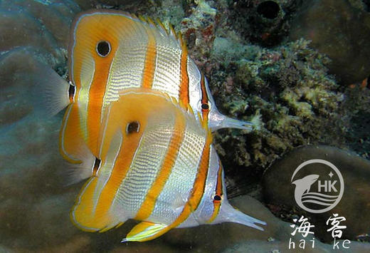 三间火箭 商品图1