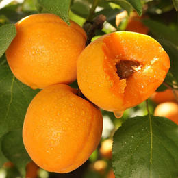 【陕西大黄杏】 酸甜多汁 新鲜应季水果 自然熟吃起来更放心 2斤/4斤装