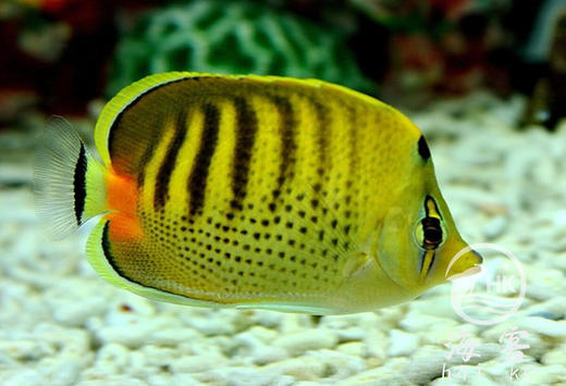 虎纹蝶 商品图0