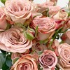 【卡布奇诺多头玫瑰】5支/份  长约60cm 商品缩略图7