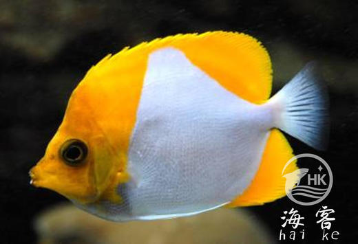 黄霞蝶（不吃珊瑚） 商品图4