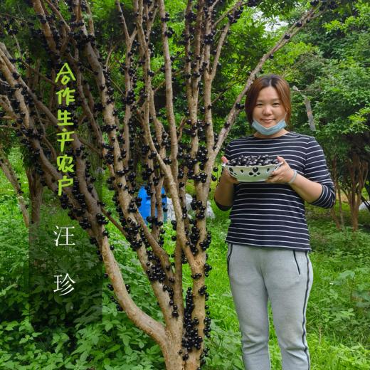 生态嘉宝果 | 合作生产 * Ecological Jabuticabar | Coproduction 商品图1