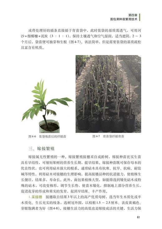 面包果品种资源与栽培利用 商品图2