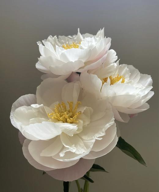 【依依不舍】芍药 -美国小姐  5枝/扎 商品图3