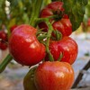 【顺丰快递】陕西泾阳沙瓤普罗旺斯西红柿3-4.5斤（新农家番茄自然熟）小时候的味道 商品缩略图12