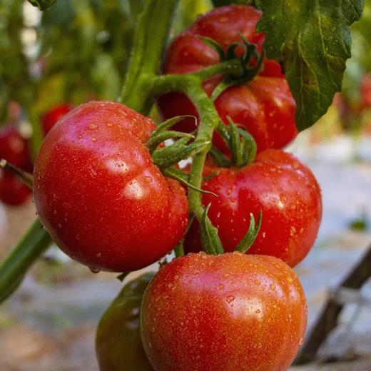 【顺丰快递】陕西泾阳沙瓤普罗旺斯西红柿3-4.5斤（新农家番茄自然熟）小时候的味道 商品图12