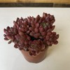 【绿植】多肉-红宝石 商品缩略图2