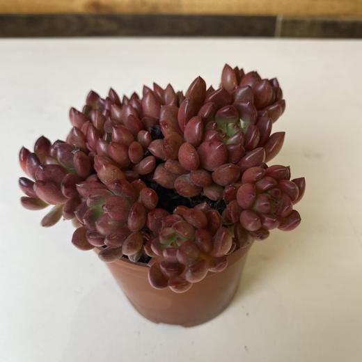 【绿植】多肉-红宝石 商品图2