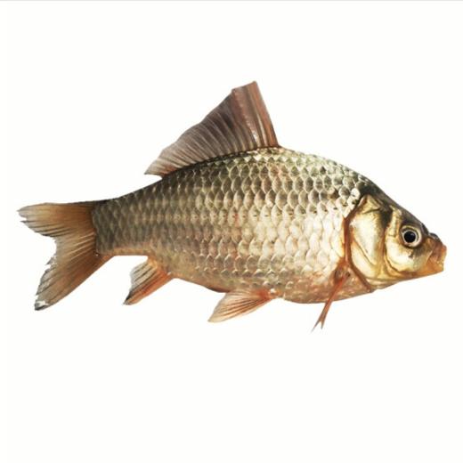 新鲜鲫鱼 500g±50g（默认杀好） 【BC】【XZ】 商品图0