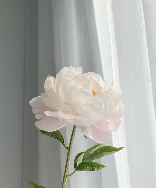 【依依不舍】芍药 -美国小姐  5枝/扎 商品图2