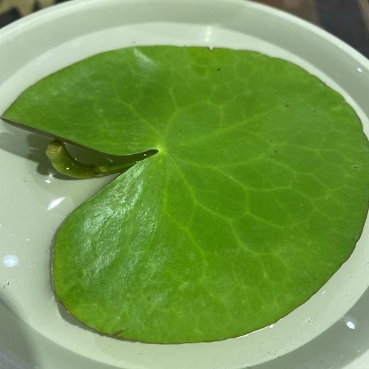 【绿植】一叶莲 商品图0