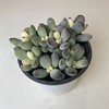 【绿植】多肉-乒乓福娘 商品缩略图0
