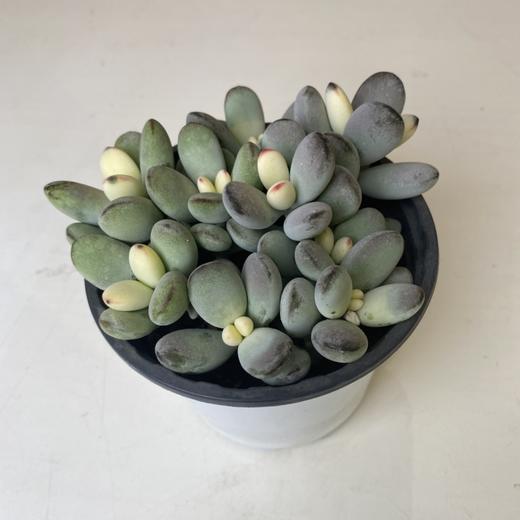 【绿植】多肉-乒乓福娘 商品图0