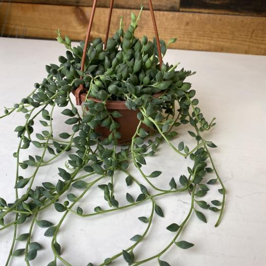 【绿植】多肉-情人泪 商品图1