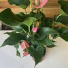【绿植】粉掌 商品缩略图1