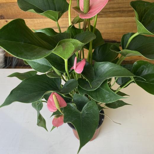 【绿植】粉掌 商品图1