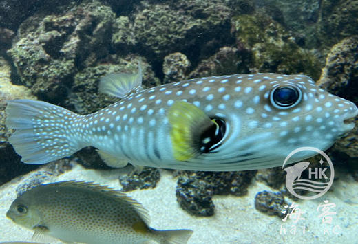 珍珠狗头 商品图2