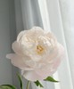 【依依不舍】芍药 -美国小姐  5枝/扎 商品缩略图1