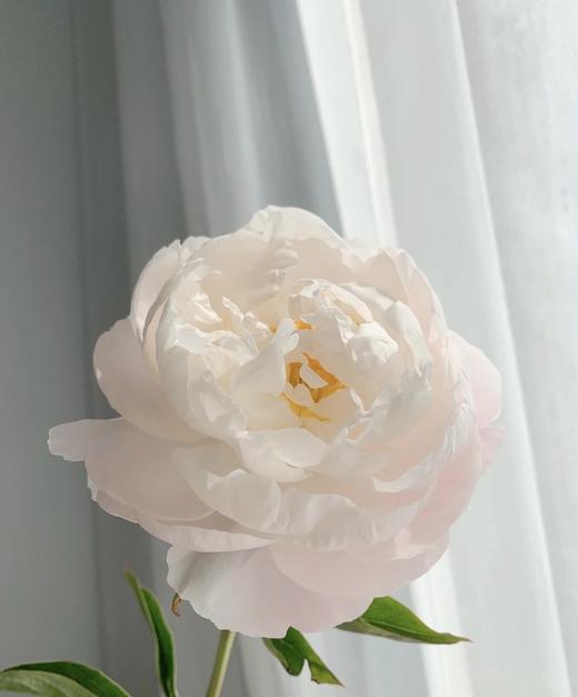 【依依不舍】芍药 -美国小姐  5枝/扎 商品图1