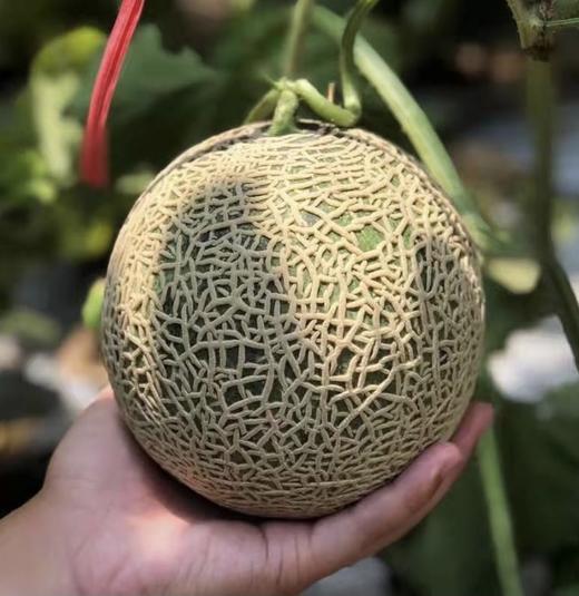 海南三亚  吃海芒芒 | 牛3蜜瓜 商品图2