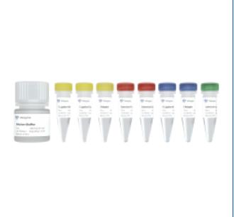 EpiArt DNA Methylation Library Kit for Illumina V3 商品图0