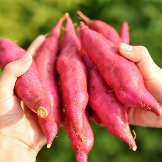 【天目山小香薯】营养粗粮红薯   糯甜清香  4.5斤装 商品图4