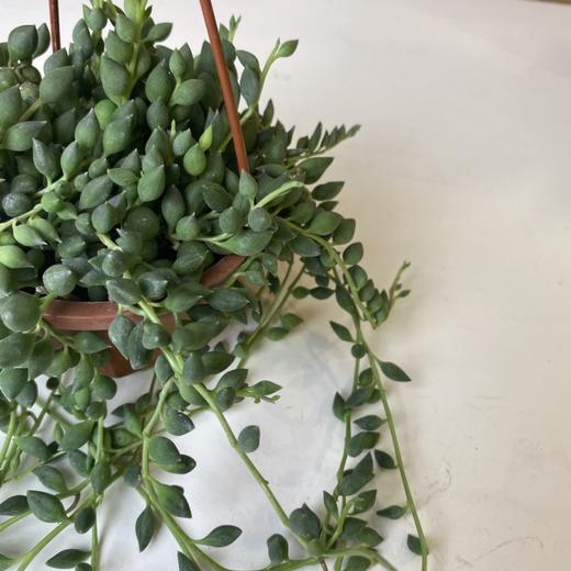 【绿植】多肉-情人泪 商品图2