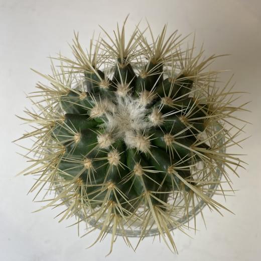 【绿植】多肉-仙人球 商品图0